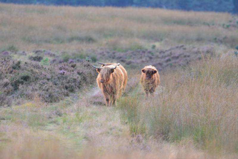 Koeien op de heide