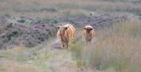 Koeien op de heide